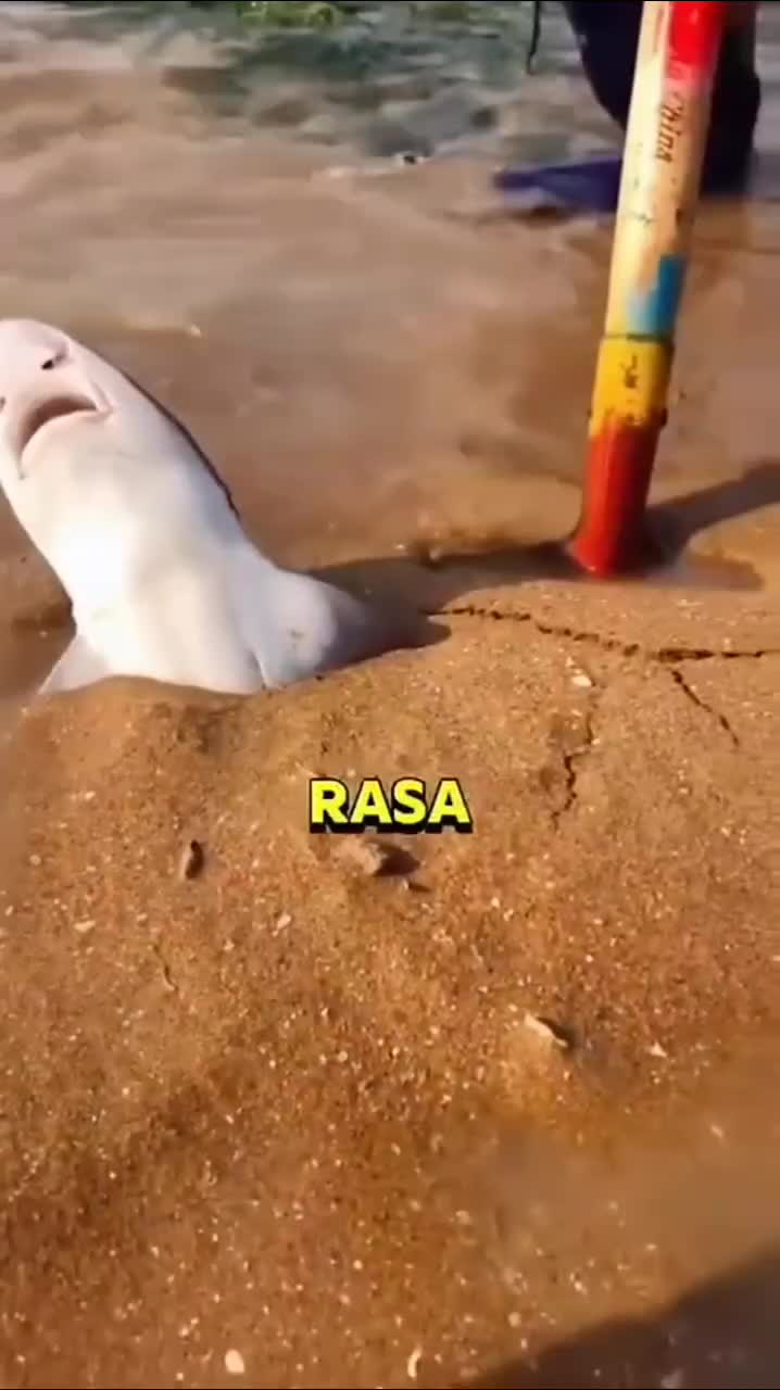 hiu terdampar 