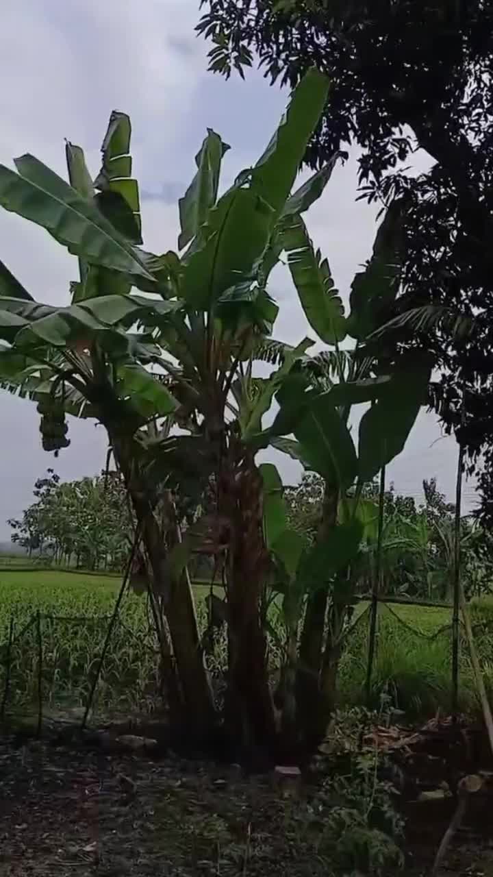 #rctiofficial #RCTIoke  #HOTrctiplus  #icrcti  #rcti  #RCTIPlus  #fyppppp  #lewatberanda 