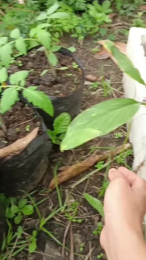 Menuju swasembada tomat rumah tangga. Mendukung ketahanan pangan nasional hahahaa #berkebun #hobiberkebun #bercocoktanam #menanamdipolybag 