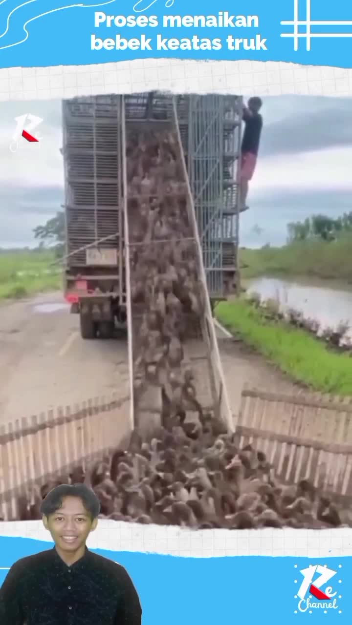 Menaikan bebek keatas truk 
#shorts
#viral_video 
#viralshorts
#short 
#RCTIPlus 
#RCTIoke 
#HOTrctiplus 
#fypシ゚viral 
#1TRENDING
#shortplus