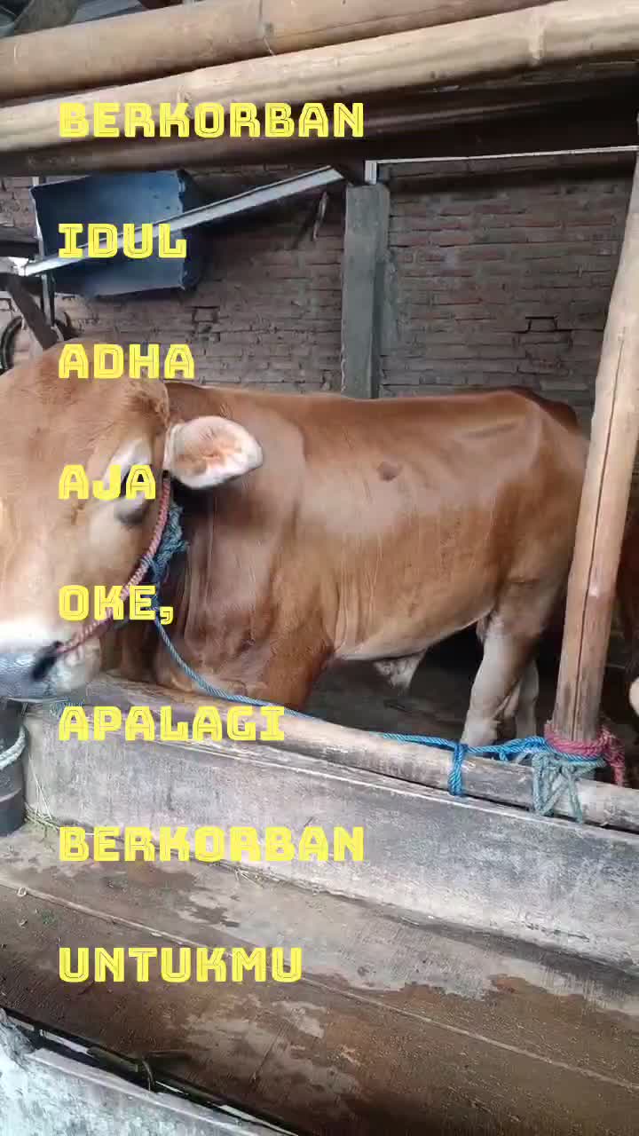 SAPI SAPI SAPI #sapikorban