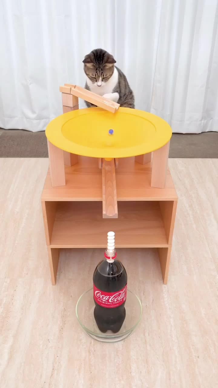 kucing bermain

 #videolucu
 