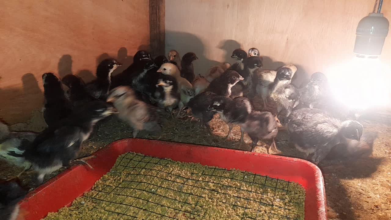 perkembangan anak ayam