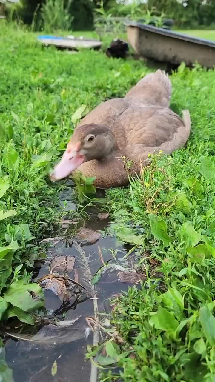 endingnya

#HOTrctiplus #shorts #beternak