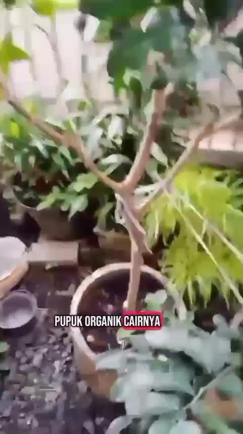 Fruit Expret dari infarm, pupuk alami yang bantu panen optimal  #pupukorganik  #berkebun  #kebunshaka 