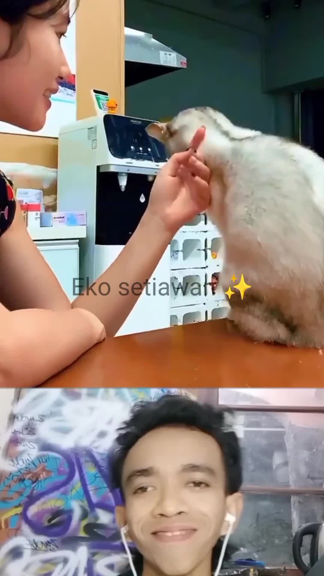 kisah kucing dan pemilik yang tuli😍