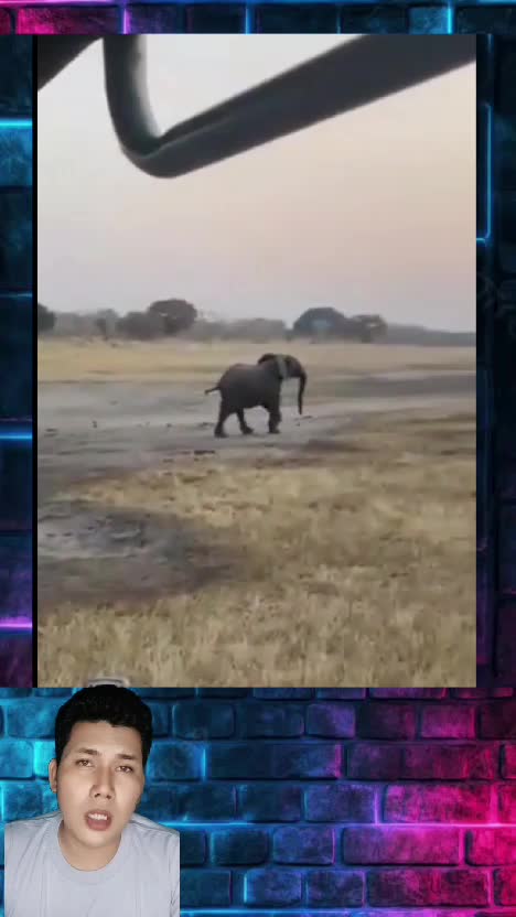 Momen Seekor Gajah dibuat Ketar - Ketir Oleh Seekor Luak Madu.
 #gajah  #ketarketir  #diserang  #luakmadu 