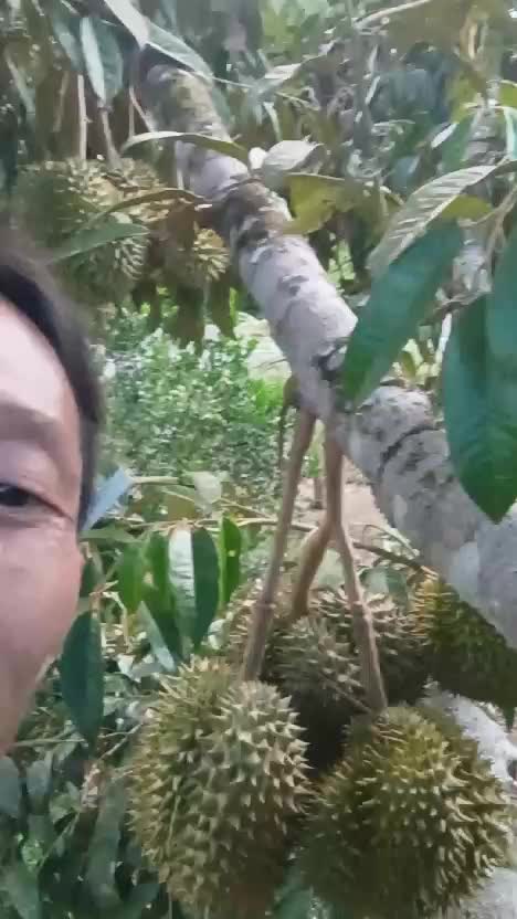 durian montong #kebundurian