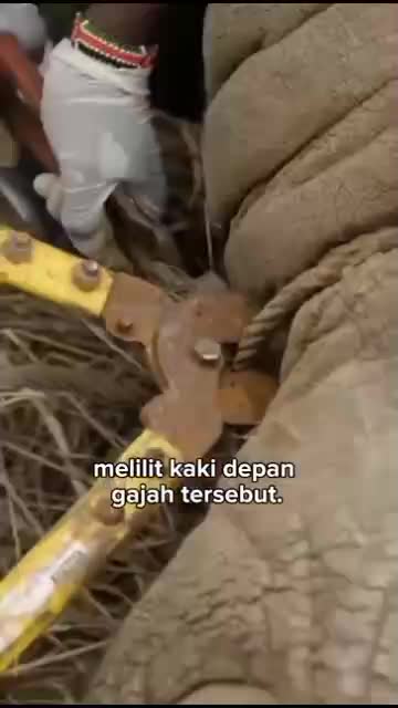 Penyelamatan pertama pada gajah yg kaki nya terlilit tali hingga kaki nya hampir putus


#fyp #short #rigelagency #OriginalSong #HOTrctiplus