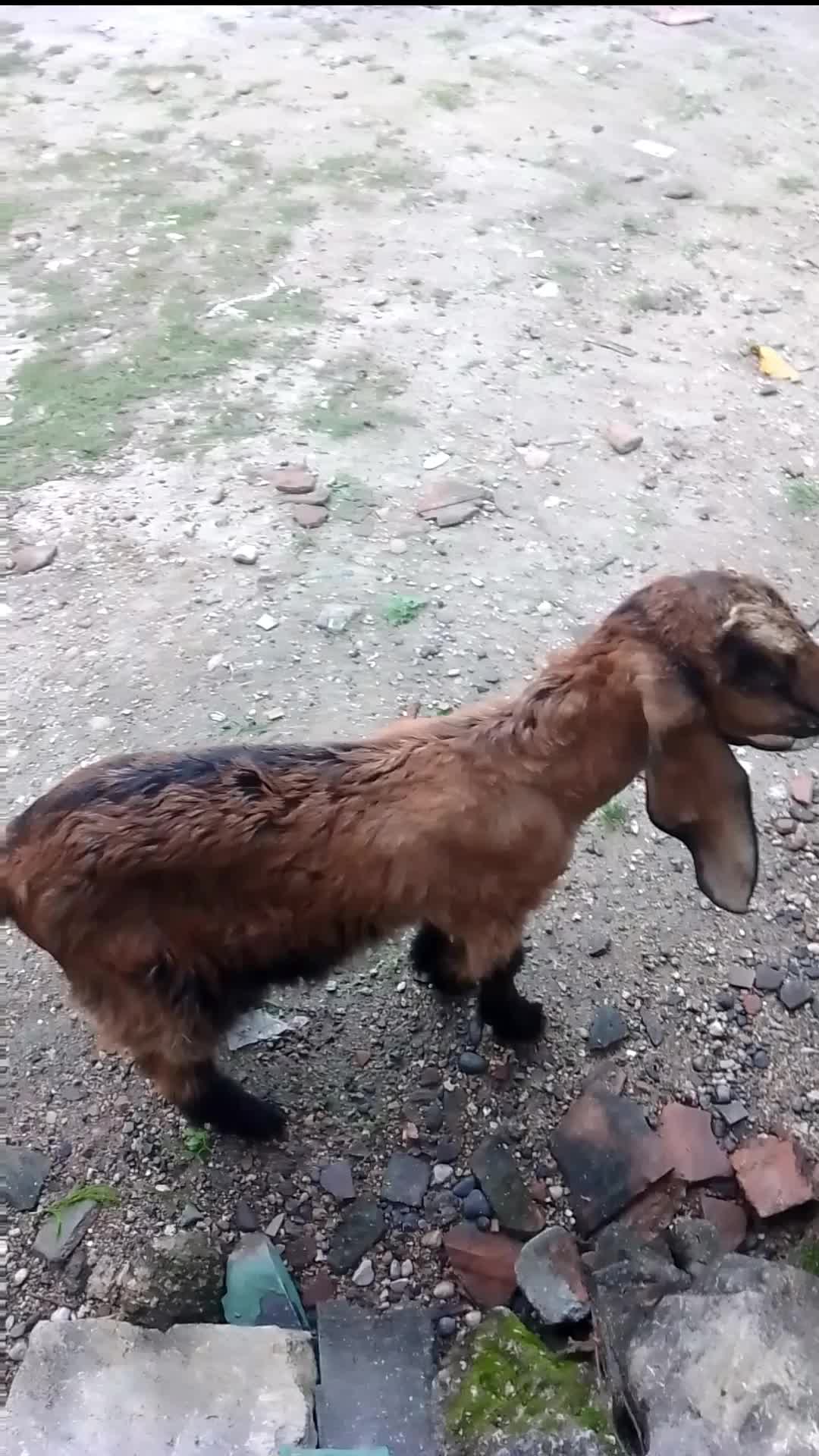Kambing