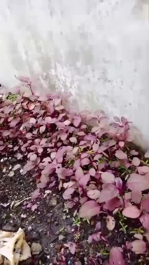 Bayem merahku udah tinggi. Ini udah waktunya panen apa belum sih? #bayammerah #benihseribuan #benihsayur #berkebun #kebunshaka  