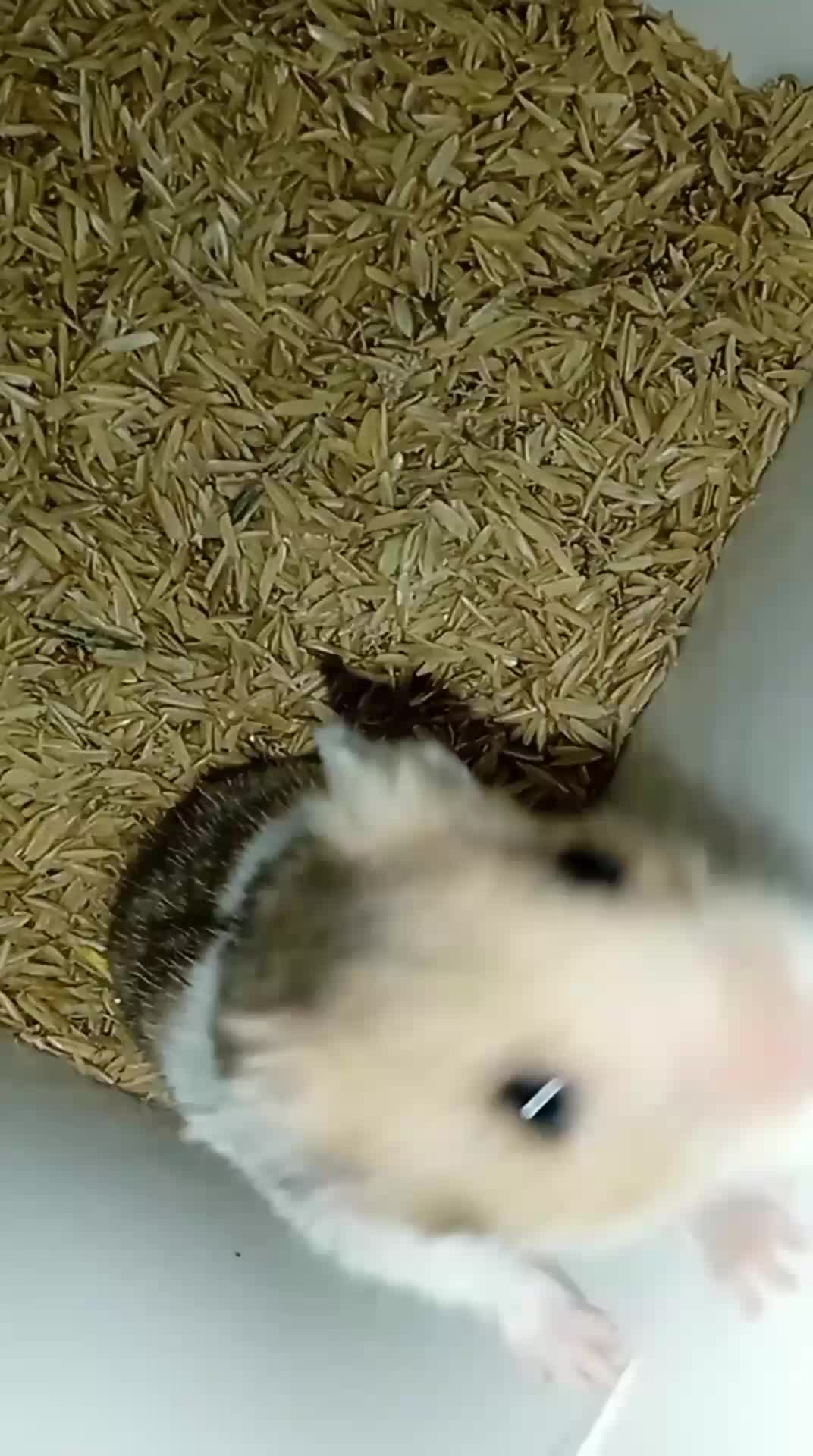 lucu nya hamster aku