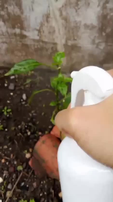 Pestisida Recomendasi Kebun Shaka  #kebunshaka  #pestisidanabati  #berkebun 