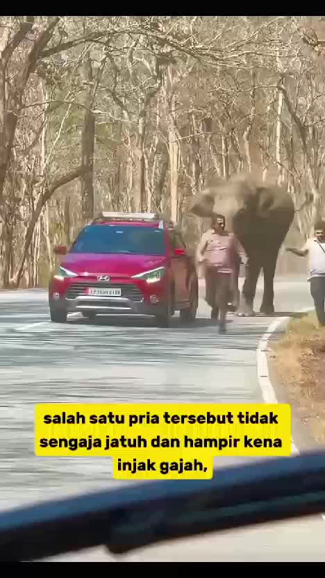 Kena injak gajah #fyp #viral 