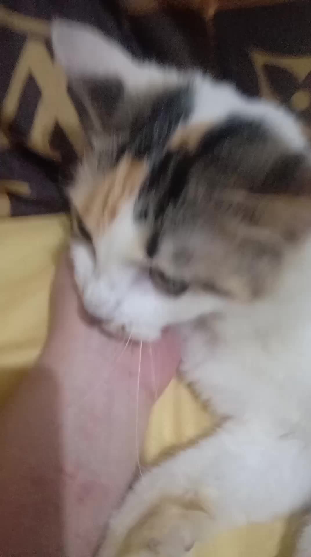 🐱 Cipung my cat #betina #love #pecintakucing 🐱❤️ #teman #mainanhidup 🤗