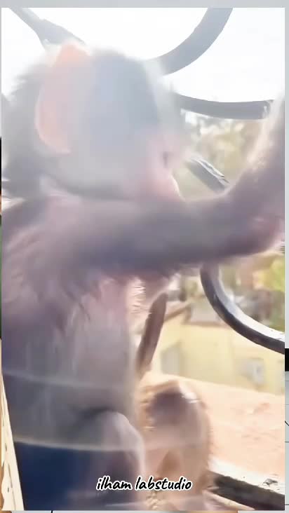 Monyet Kaget Lucu #komedi #ngakak #funny #animal #Abisnya apalagi yakhaan hiburannya… wkwkwk. Susah senang, hiburan yang mutlak adalah jajan