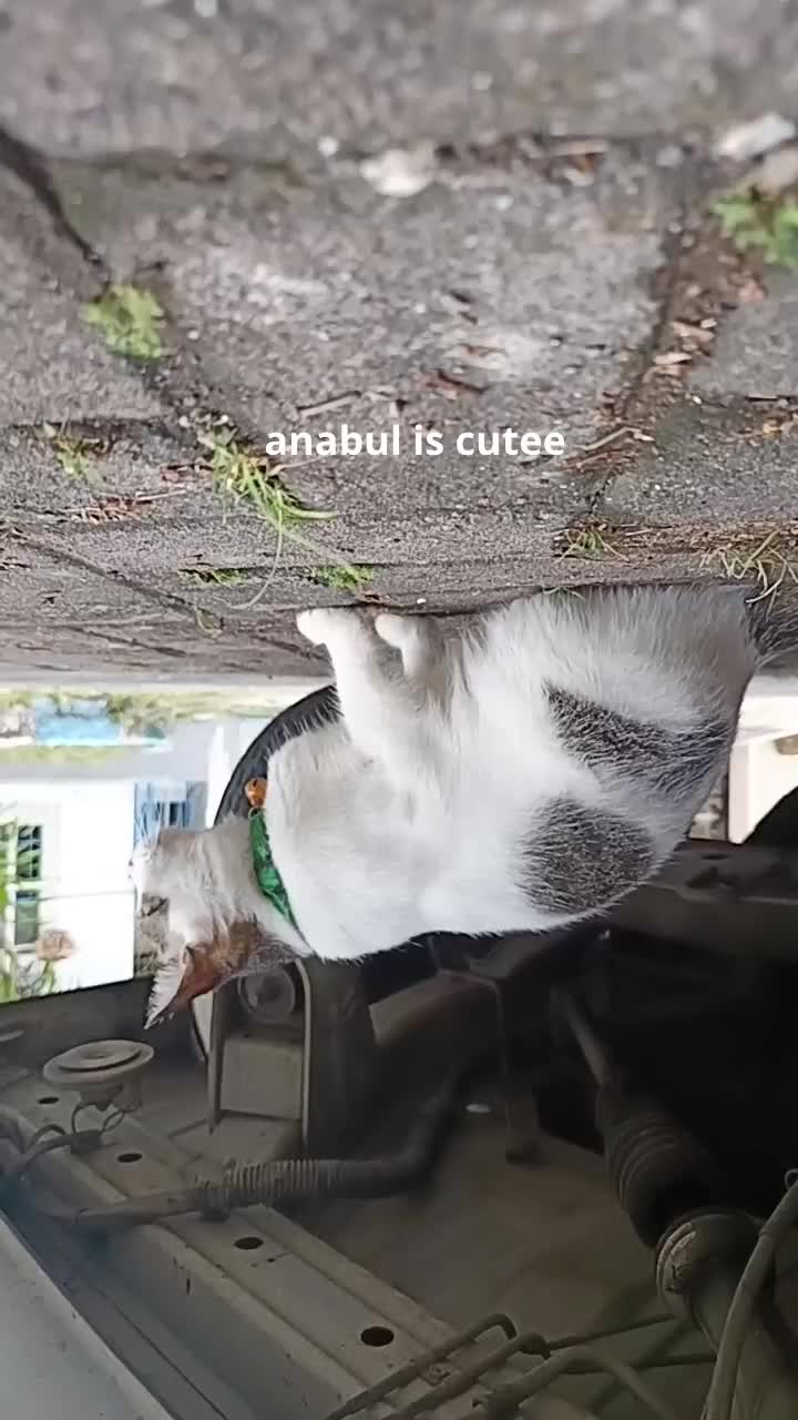 kucing lucu anabul #kuving #cat #anabul #animal #hewan #fyp 