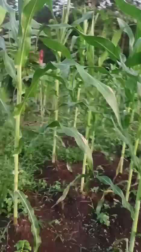 jagung tumpang sari kakao