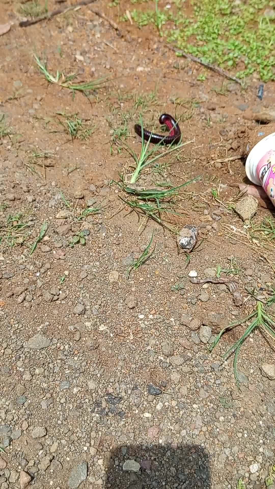 ada yang tau? /!  #fyp 