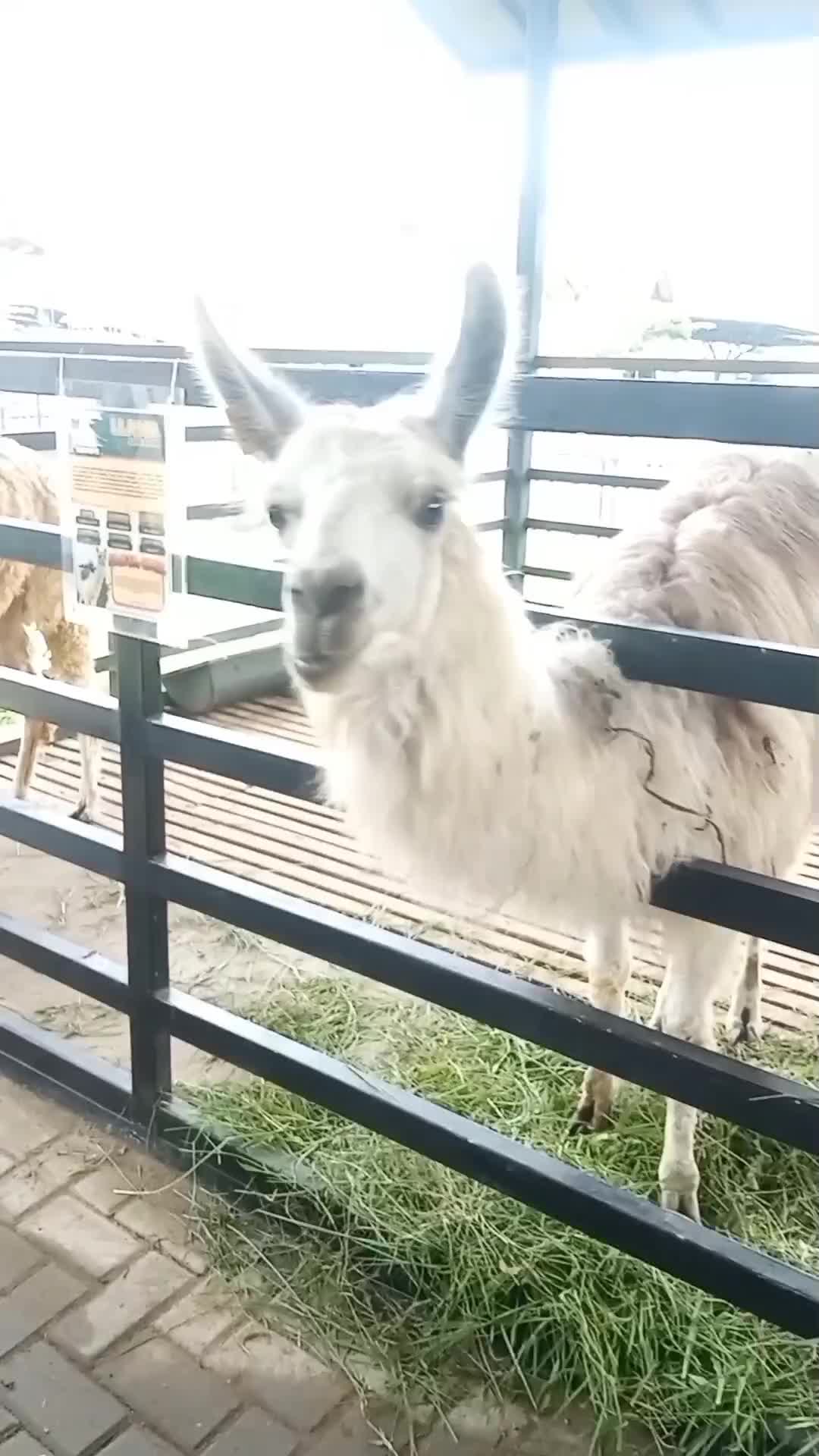 kasih Makan Wortel Yuk #jalanjalantraveling 