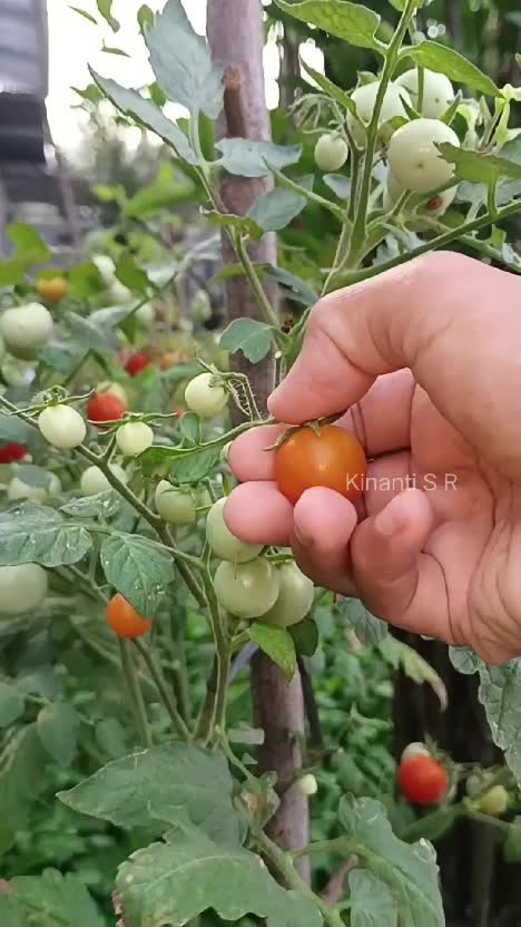 Senangnya panen tomat lagi di kebun samping rumah #shortplus #berkebun #suasanapedesaan #gardening #petiksayur #panentomat #hidupdidesa 
