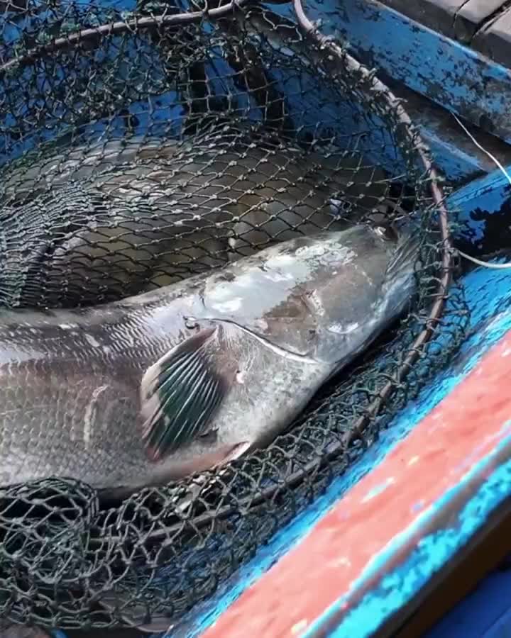 mudah mencari ikan dikalimantan 