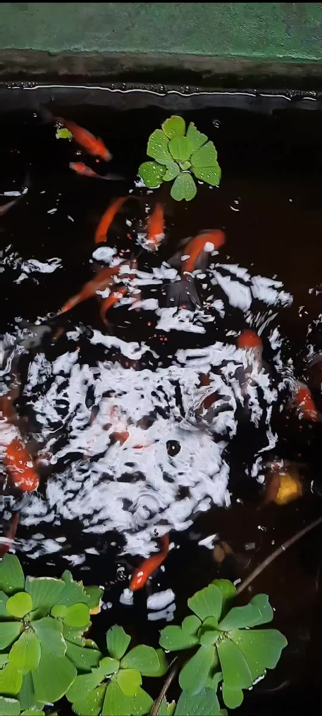 Rutinitas...#ikan#ikankoi#