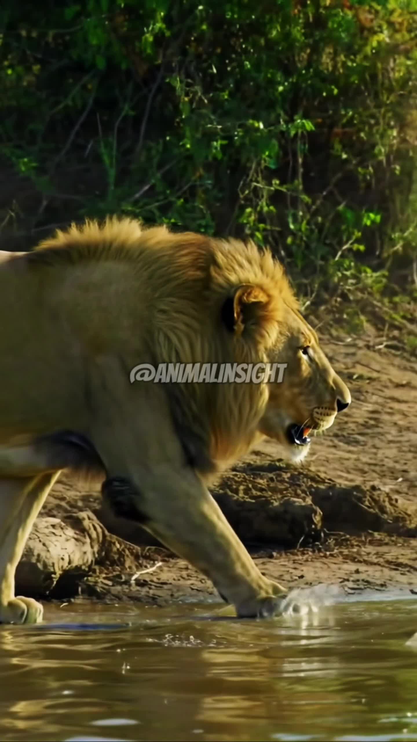 LION VS CROCODILE #animalinsight #wildlife #videoai #fyp #HOTrctiplus 