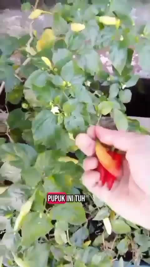 forbest calsium activ pupuk kalsium untuk kebunku  #forbest  #pupukkalsium  #menanam  #berkebun  #menanamcabai 