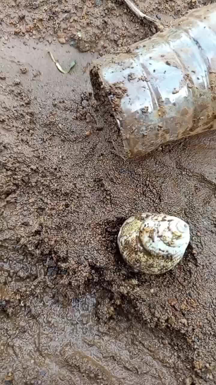 emang ada keong putih? #fypシ゚viral 