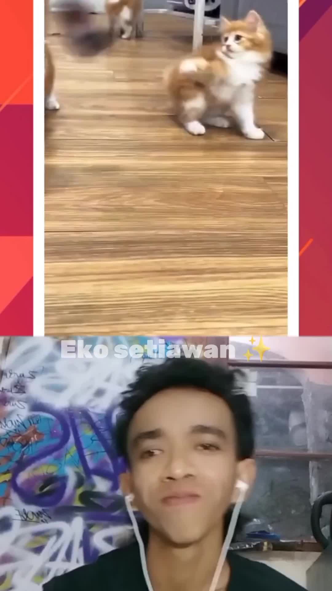 awalnya anak kucing itu cuma satu tiba tiba malah banyak yang datang 😁 #clippers #reactiobt #duett #virall 