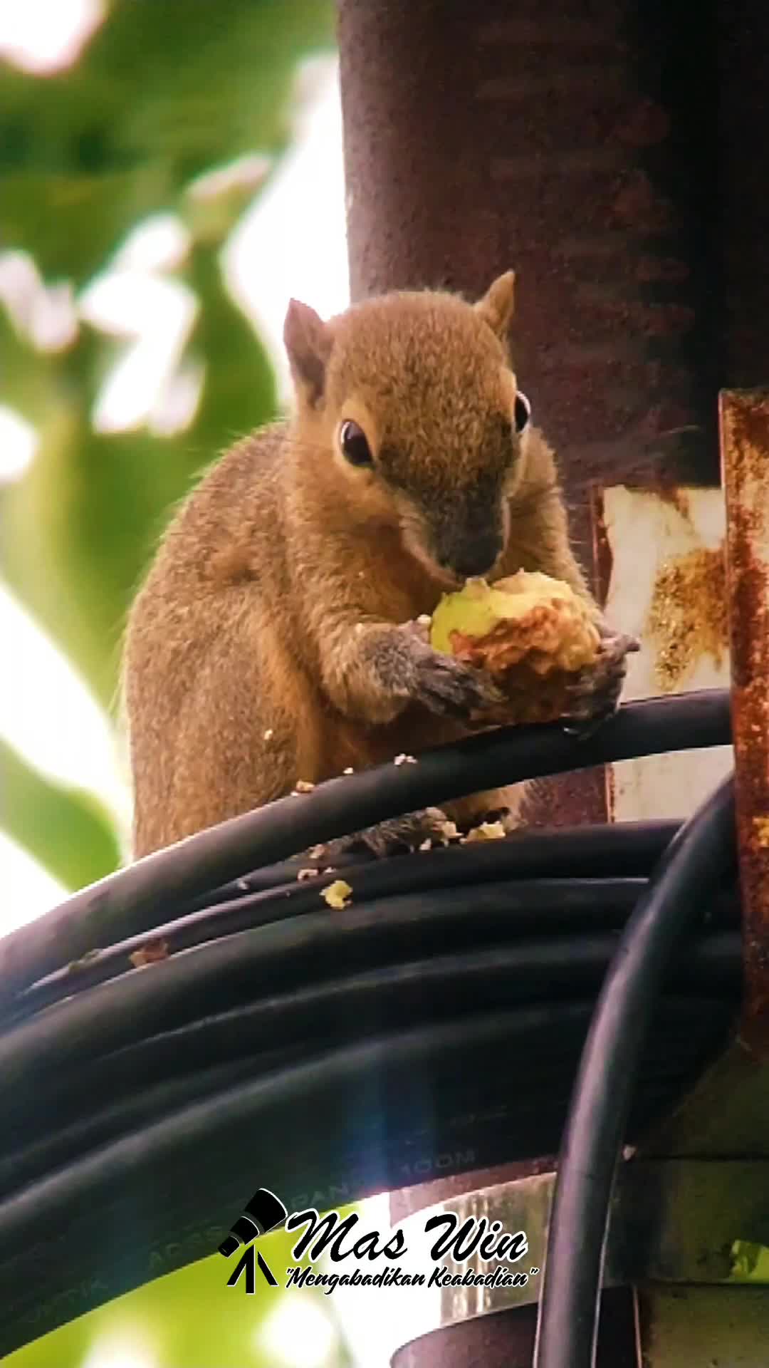BAKAL MENYESAL JIKA TIDAK MELIHAT VIDEO INI SAMPAI AKHIR, HEWAN INI AKAN MELAKUKAN HAL DILUAR NALAR 🧐 
 #burungkicau  #burungkicau  #perangk