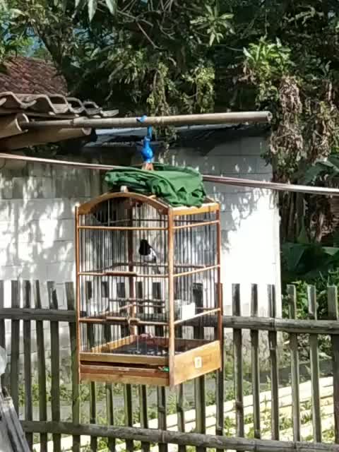 bunyi nya masih pelan  #short  #HOTrctiplus  #RCTIPlus 