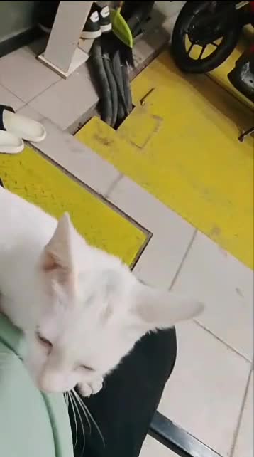 kenapa sih ni kucing 

#kucinglucu #Kucing 