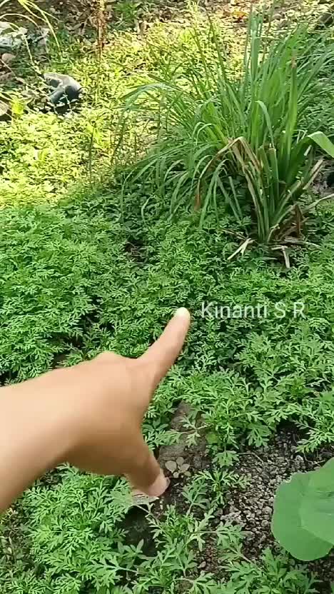 Kemitir tumbuh subur, labu air tumbuh sulur, dan sereh berlimpah di kebunku. #suasanahidupdidesa #berkebun #beternak #shortplus 