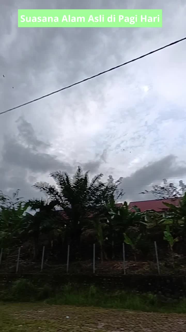 Suasana Alam Asli di Pagi Hari dengan Kicauan Burung 
 #alamalami  #suasanaalam  #alamasri 