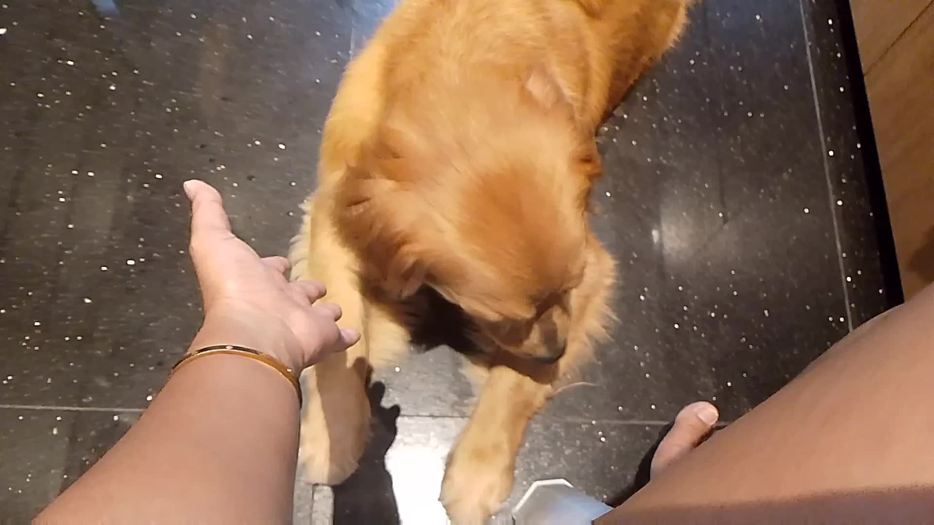 golden retriever  #fypシ゚viral  #viralfyp #A day in doggy lyfe 