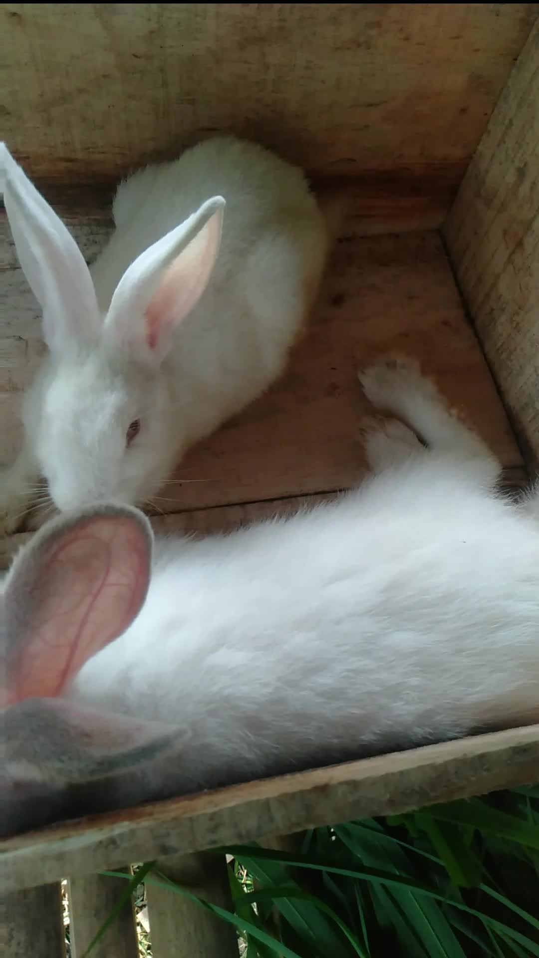 kelinci yang cantik  #ternakkelinci  #kelinci  #farm  #cantik 