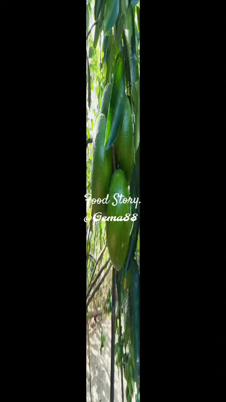 Yeay! tar lagi panen ?? #Jerukmanis  #tanamanpekaranganrumah#RCTIPlus  #HOTrctiplus 