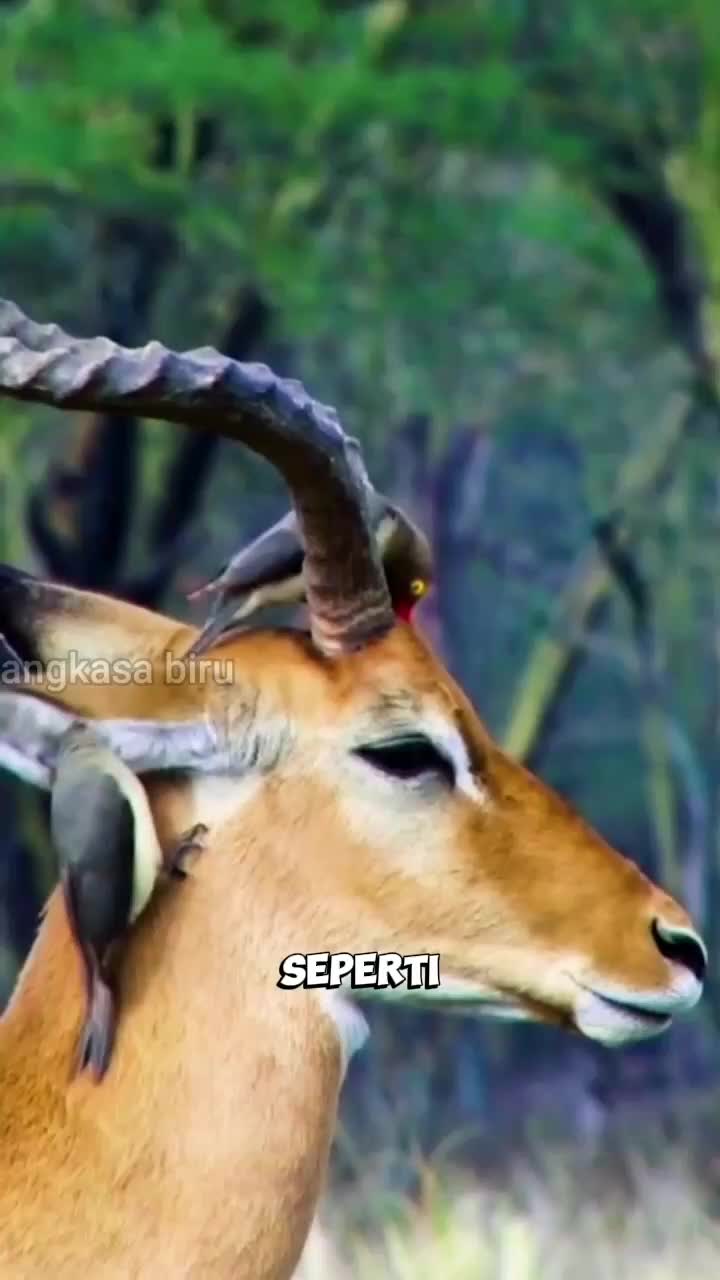 burung dokter