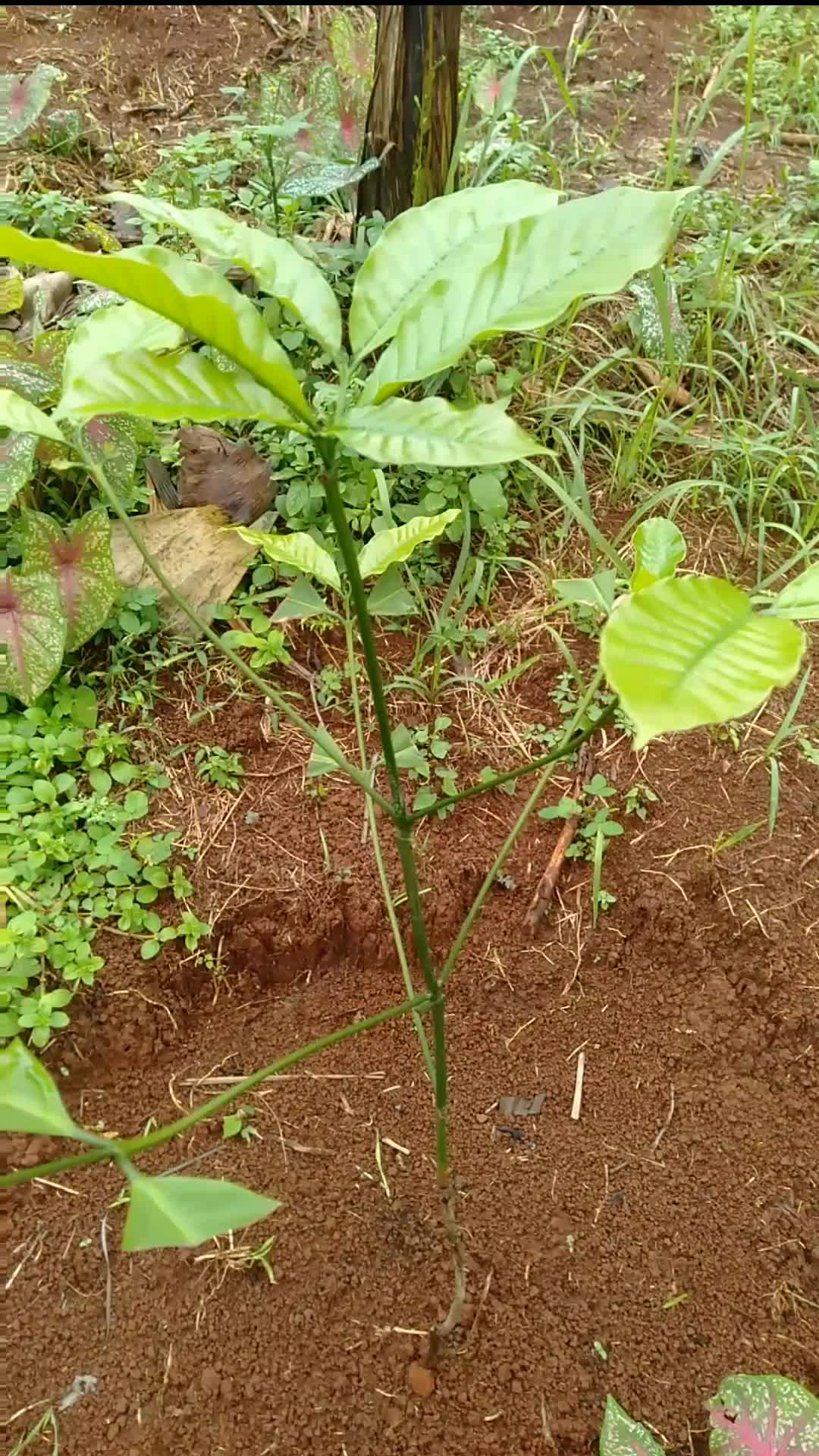 pertumbuhan kopi setelah satu bulan tanam  #RCTIPlus  #HOTrctiplus 