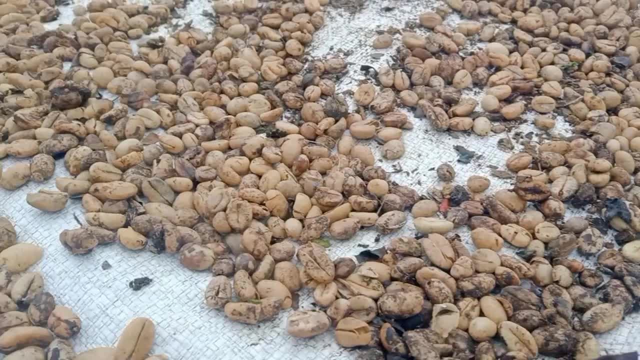 coffe luwak asli  #RCTIPlus  #HOTrctiplus  #RCTIoke 