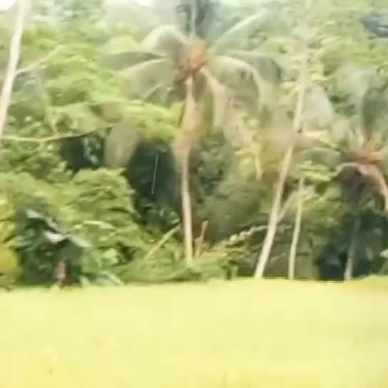 pemandangan sawah terindah di kampung ku sawah kupa Tasikselatan 👍