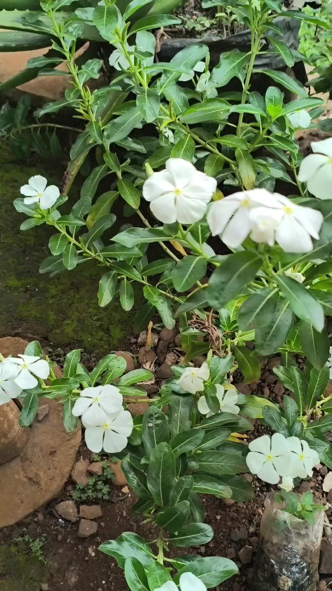 Bunga nya cantik🥰

 #Beautyfullflowers #fypシ゚viral 