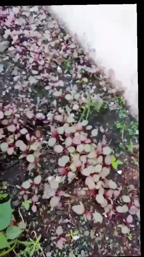 usir kucing yang suka pu** dikebunku dengan menanam ini #tipsberkebun #tipsberkebununtukpemula #usirkucingliar #kebunshaka  