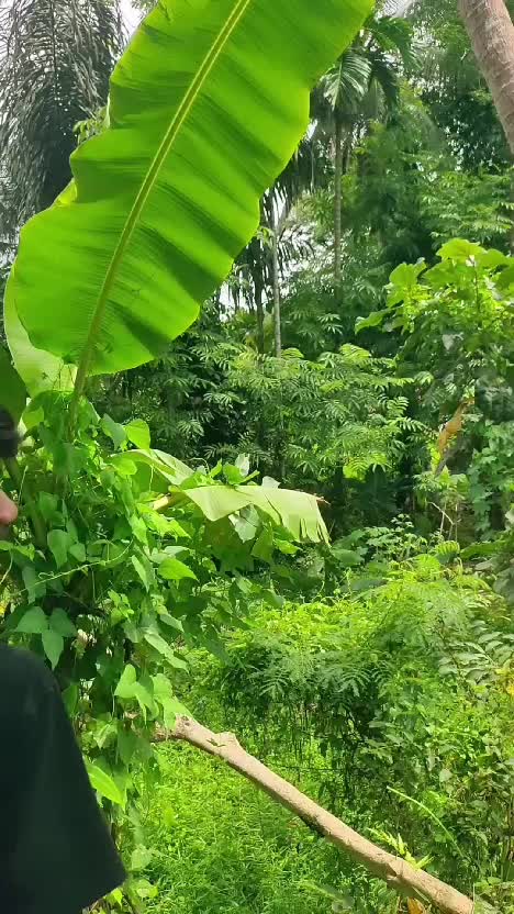 kelapa muda #videolucu  #lucu 