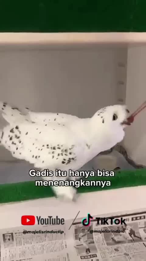 Mengadopsi anak burung hantu yang ditemukan dijalan❤ #animallovers #viral 