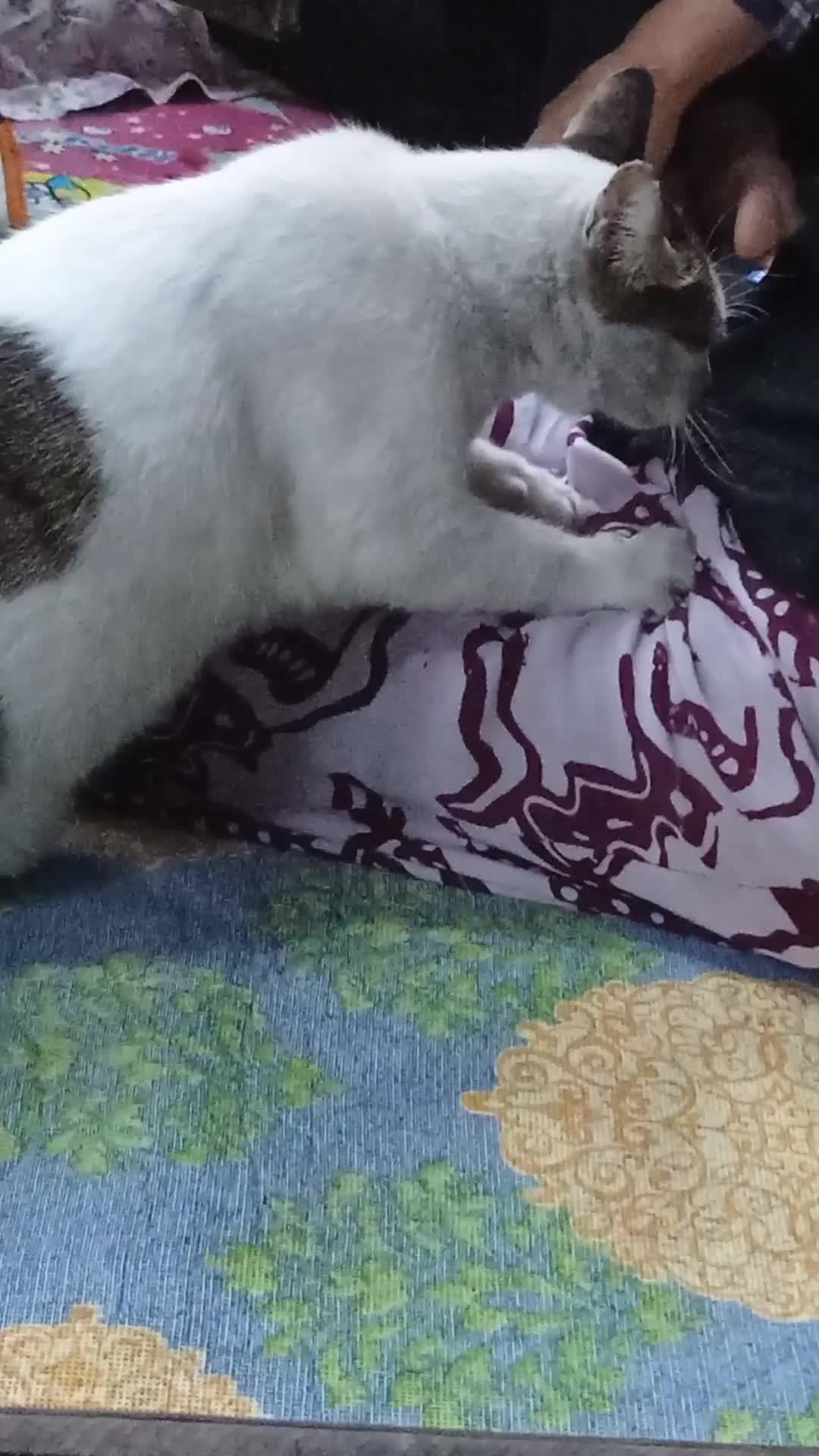 Tukang Pijit Panggilan