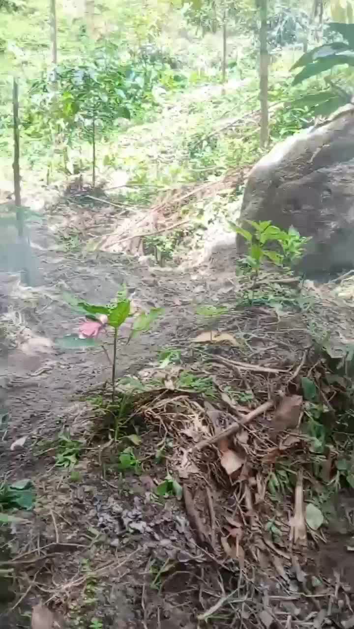 kerja di kebun