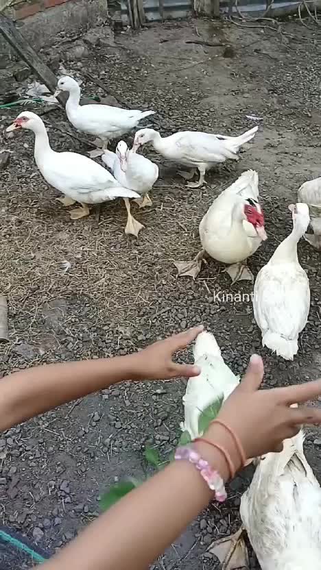 Petik bayam liar buat kasih makan mentok #berkebun #shortplus #fyp 